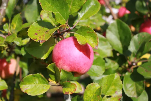 成熟多汁的红色苹果挂在绿叶枝头上 — 图库照片