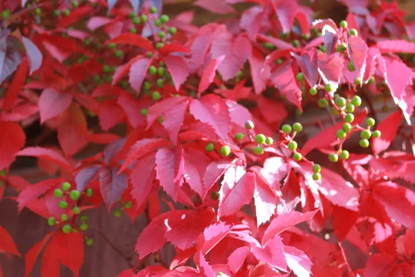 Folhas Outono Coloridas Vermelhas Brilhantes — Fotografia de Stock