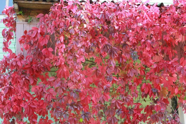 Parlak kırmızı sonbahar yaprakları