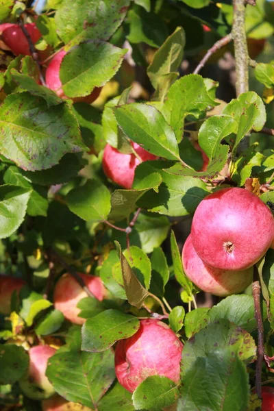 苹果树上成熟多汁的红色苹果的收获 — 图库照片