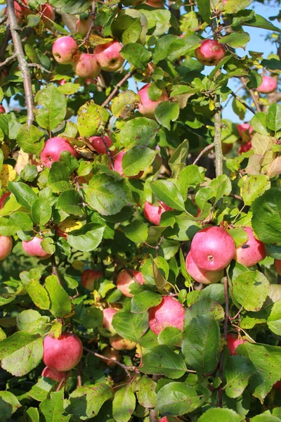 苹果树上成熟多汁的红色苹果的收获 — 图库照片