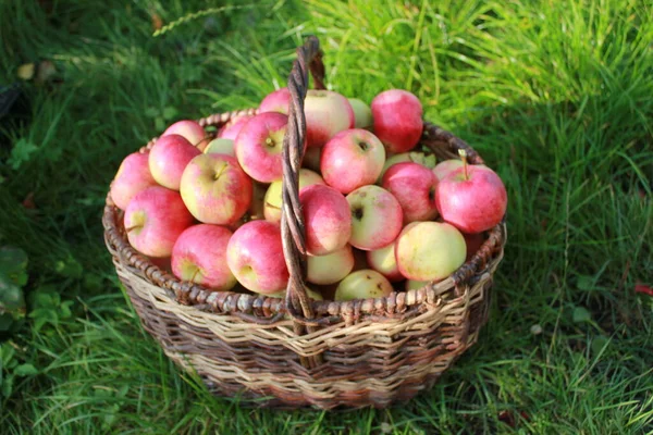 在绿草中的篮子里收获成熟的红色多汁苹果 — 图库照片