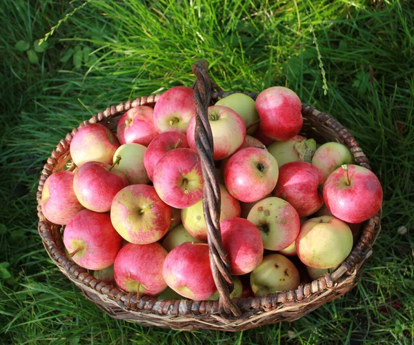 在绿草中的篮子里收获成熟的红色多汁苹果 — 图库照片