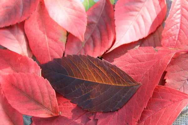 Leuchtend Rote Bunte Herbstblätter — Stockfoto