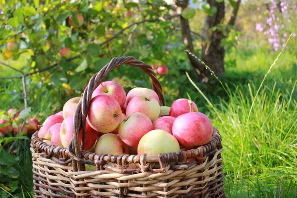 바구니에서 사과를 — 스톡 사진
