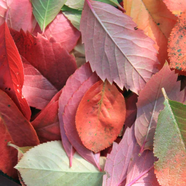 Folhas Outono Coloridas Vermelhas Brilhantes — Fotografia de Stock
