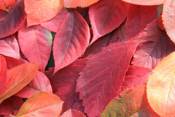 Hojas Otoño Color Rojo Brillante — Foto de Stock