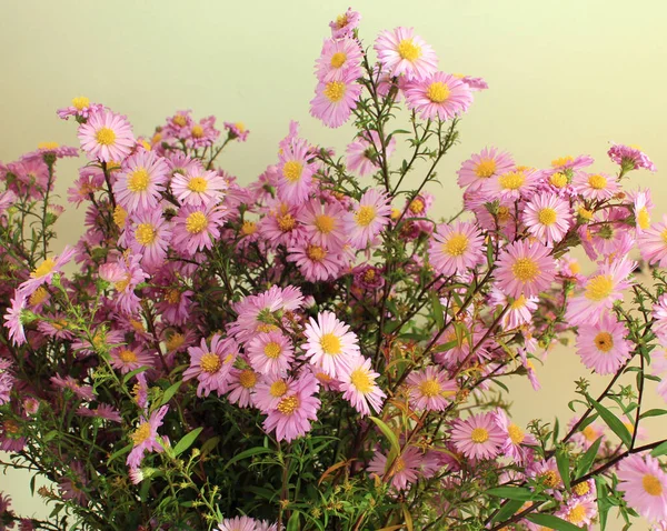 Jesień Purpurowe Krzewy Aster Kwiaty — Zdjęcie stockowe