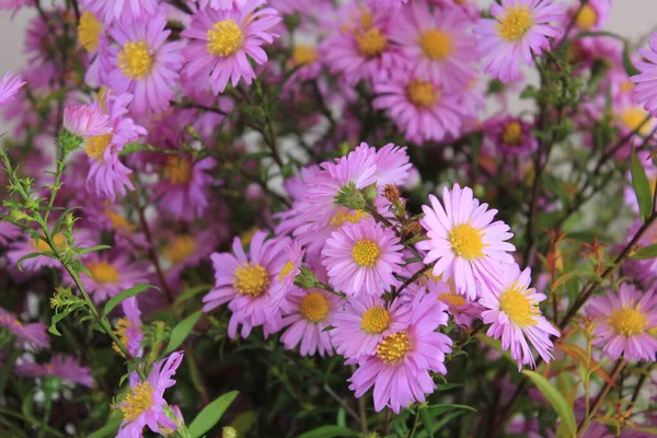 Осінній Фіолетовий Кущ Квіти Айстра — стокове фото