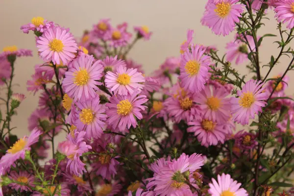 Осінній Фіолетовий Кущ Квіти Айстра — стокове фото