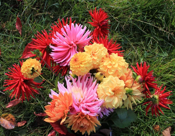 Red Pink Yellow Dahlia Flowers — Stock Photo, Image