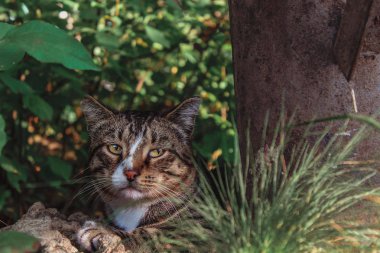 Kabarık kedi güneşte rahatlatır