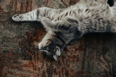 Kabarık kedi güneşte rahatlatır