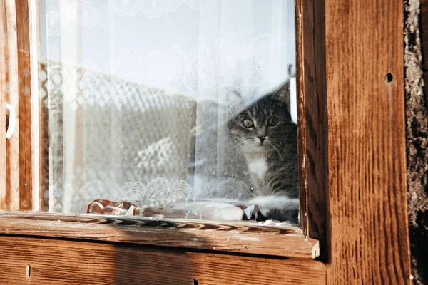 小さな猫が窓に座って — ストック写真