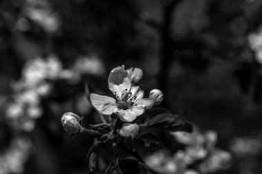 siyah ve beyaz arka plan, baharda makro çiçekler