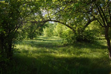      sıcak yaz gününde yeşil orman