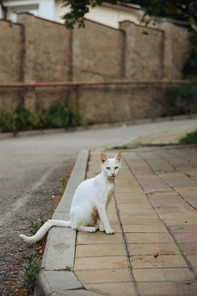 Kedi Sevimli Hayvan Evcil Hayvan — Stok fotoğraf
