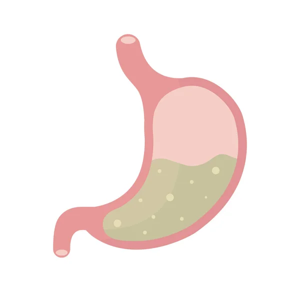 Órgano Interno Aparato Digestivo Sistema Humano Ilustración Vectorial — Vector de stock