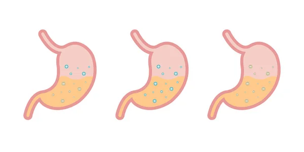 Sistema Humano Trato Digestivo Interno Órgãos Ilustração Vetorial —  Vetores de Stock