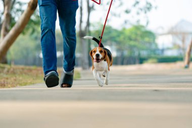 Evcil hayvan sahibi ve av köpeği gezdiriyorlar, koşuyorlar, parkta eğleniyorlar. Sevimli hayvan konsepti