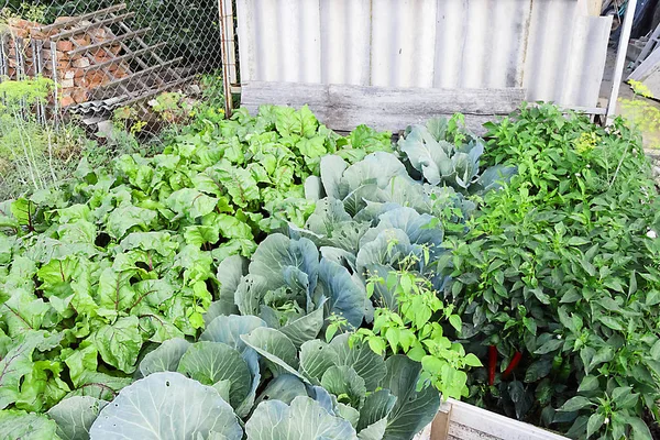 fresh kitchen garden cabbage the summer day