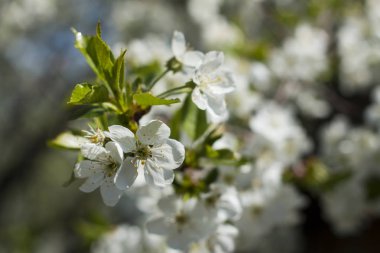 Bir kiraz ağacı dalı üzerinde beyaz blosom