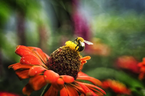 Abelha recolhe pólen na bela flor, verão Imagens De Bancos De Imagens