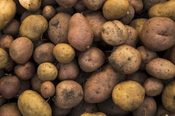 Fresh organic potatoes in the field,  closeup — Stock Photo, Image