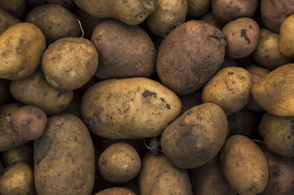 Batatas orgânicas frescas no campo, close-up Fotos De Bancos De Imagens
