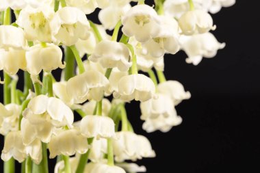 Siyah arka plan üzerine Convallaria majalis bahar çiçekleri izole, yakın çekim