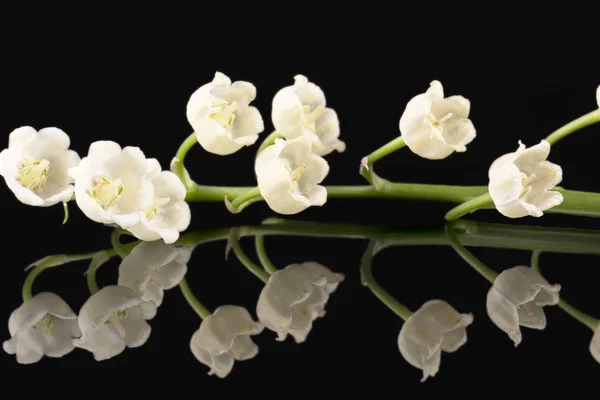 Single Twig Spring Flowers Convallaria Majalis Isolated Black Background Mirror — Stock Photo, Image