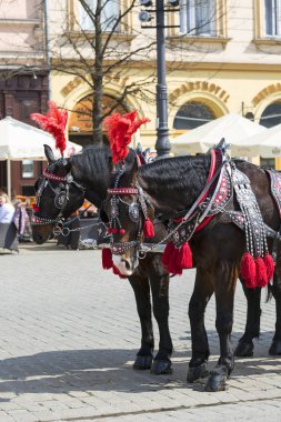 Krakow, Polonya - 13 Nisan 2018: atlar - şenlikli bir koşum ana piyasada çizilmiş