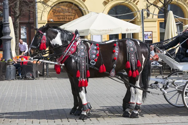 Krakow Poland April 2018 Horse Drawn Festive Harness Main Market — Stock Photo, Image