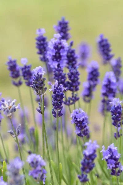 Lavender Flowers Blooming Garden Beautiful Lavender Field — Stock Photo, Image