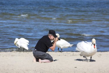 Sopot, Polonya - 6 Haziran 2018: Bir adam alarak fotoğraf kuğu Sopot, kumlu plajında iskeleye yakın