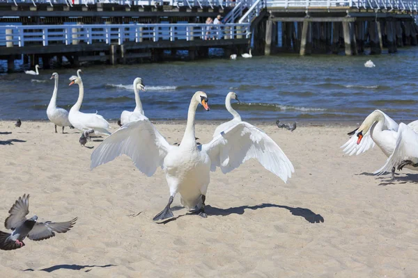 Grupa Łabędzie Piaszczystej Plaży Pobliżu Molo Sopot Sopot Polska — Zdjęcie stockowe