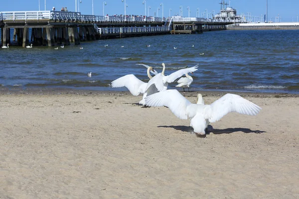 Sopot Polonia Junio 2018 Muelle Madera Sopot Día Soleado Cisnes —  Fotos de Stock