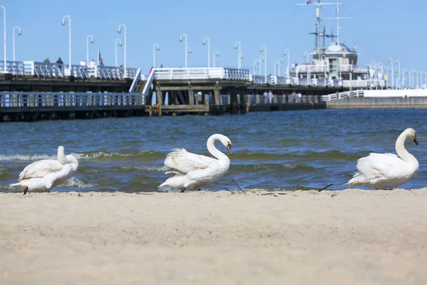 Grupa Łabędzie Piaszczystej Plaży Pobliżu Molo Sopot Sopot Polska — Zdjęcie stockowe