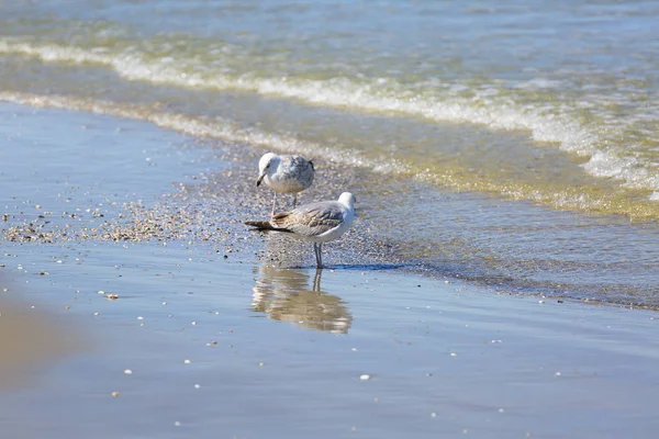 Mouettes Marchant Dans Eau Mer Sur Une Plage Sable Paysage — Photo