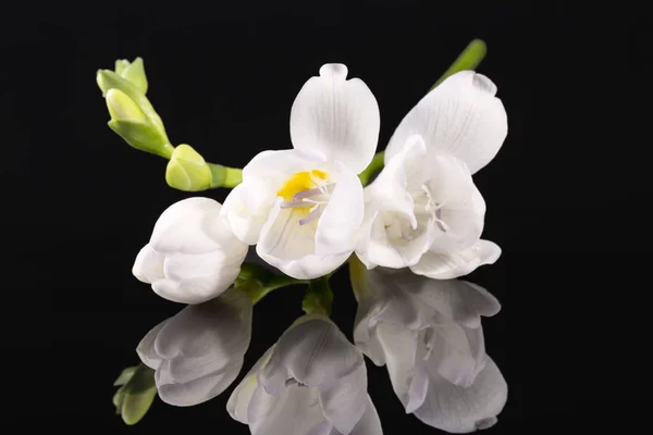 黒の背景に隔離された美しい白いフリージアの花 — ストック写真