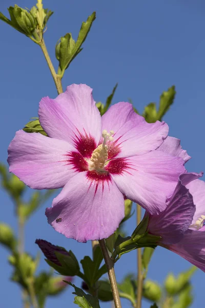 Beautiful Single Pink Flower Pink Hibiscus Syriacus Blooming Garden Sunny — Stock Photo, Image