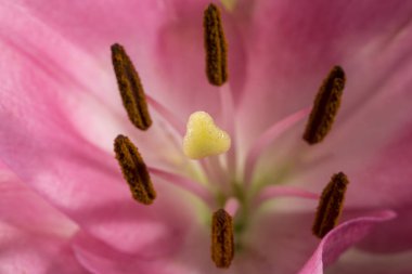 Ping çiçek güzel pembe lilyum, ayrıntılı bir arka plan