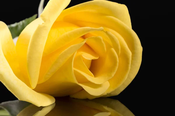 Kepala Bunga Tunggal Mawar Kuning Pada Latar Belakang Hitam Refleksi — Stok Foto