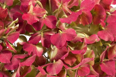 Backgroung HORTENSIA, kırmızı çiçek yakın çekim