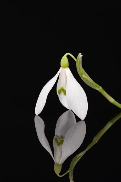 黒の背景 鏡の反射に分離されたスノー ドロップの白いシングル春花 — ストック写真