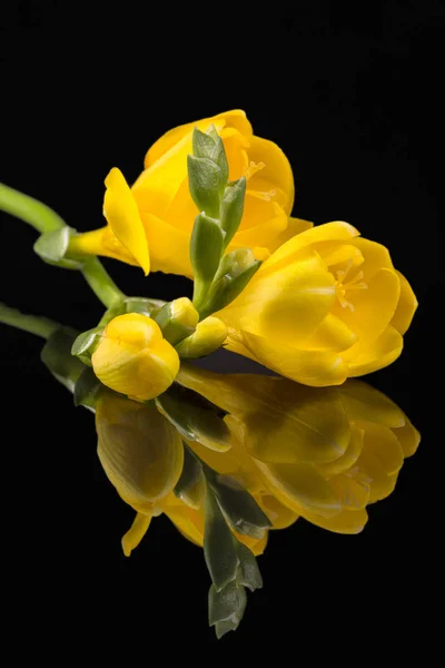美丽的黄色小苍兰的花朵在黑色背景上被隔绝 镜子反射 — 图库照片