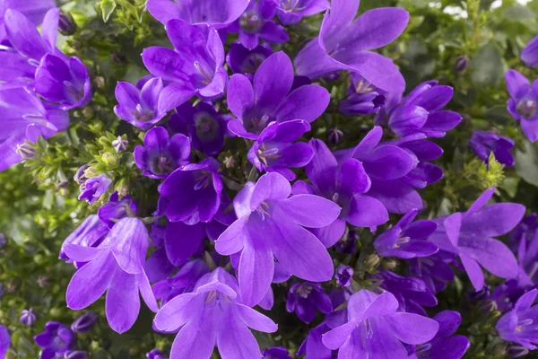 Background Violet Flowers Blooming Bellflower Campanula Close — Stock Photo, Image