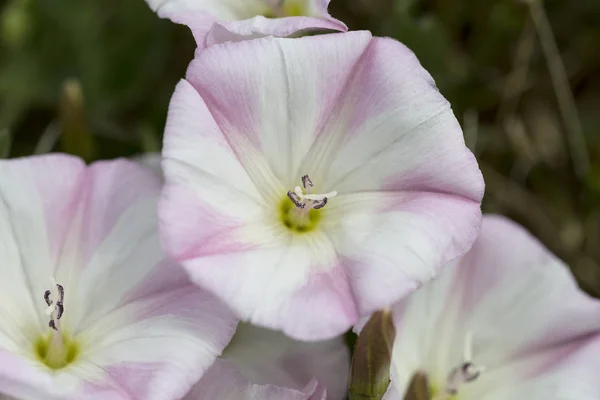 Біло Рожеві Квіти Задіяння Процвітають Саду — стокове фото