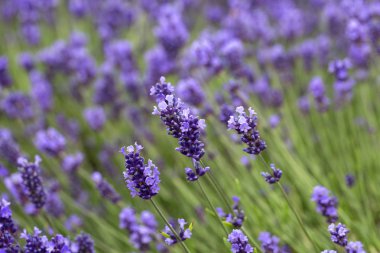 Lavanta çiçekleri Bahçe, güzel lavanta alanında çiçeklenme
