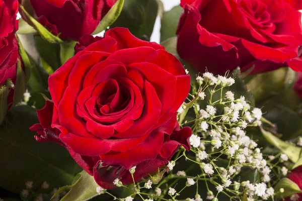 Strauß Roter Rosen Nahaufnahme — Stockfoto
